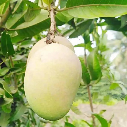 Babul Dufala White All Time Mango Grafted Hybrid Plant