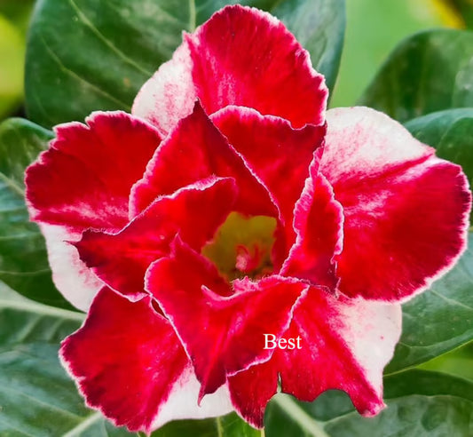 Adenium Obesum Desert Rose Grafted Flowers Plant (pack of 4)