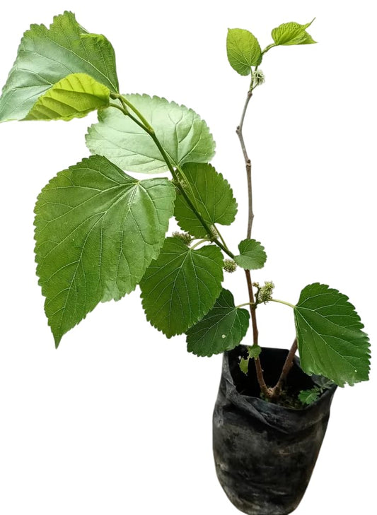 Mulberry Shahtoot All Time Layering/Grafted Fruit Plant (1.5-2 Feet Height)