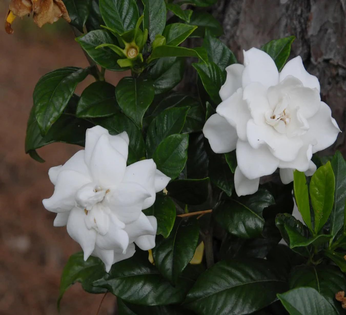 Gardenia Gandharaj Cape Jasmine Highly Fragrant Shrubs Flower Plant