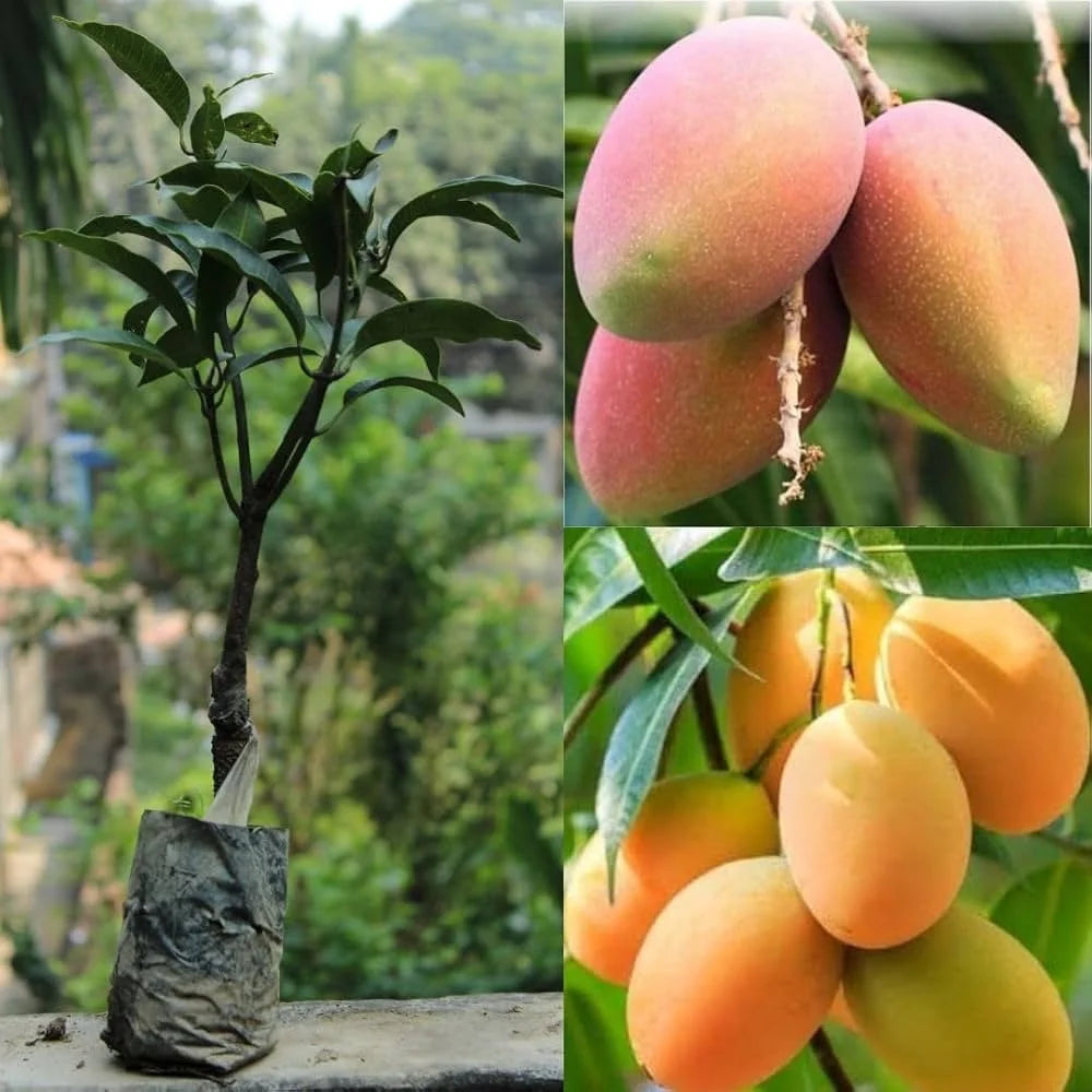 Himsagar Mango Grafted Hybrid Plant