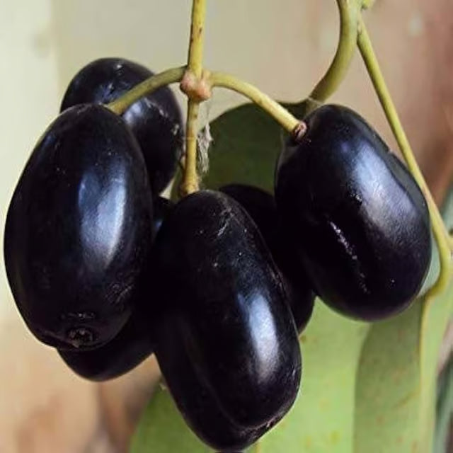 Seedless Black Jamun Jambolan Jam Grafted Fruit Plant