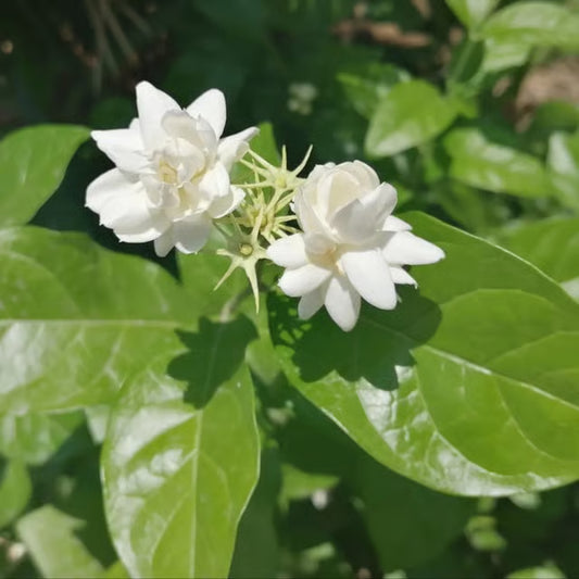Bel Arabian jasmine Fragrant Flower Plant (1-2 Feet Height)
