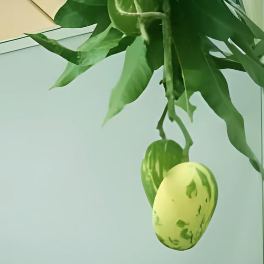 Variegated Mango Aam Grafted Fruit Plant (1.5-3 Feet Height)