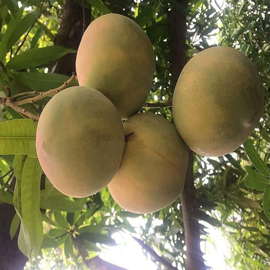 Goa Mankurad Variety Grafted Aam Fruit Plant (1.5-3 Feet Height)