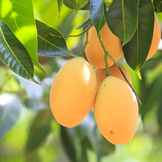Alphonso Hapus Ratnagiri Mango Aam Grafted Fruit Plant