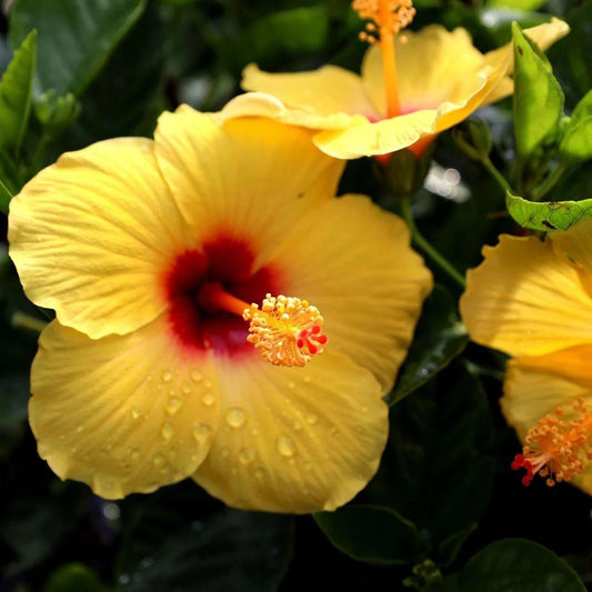 Yellow Colour Hybrid Hibiscus Joba Gudhal Flower Plant (1-2 Feet Height)