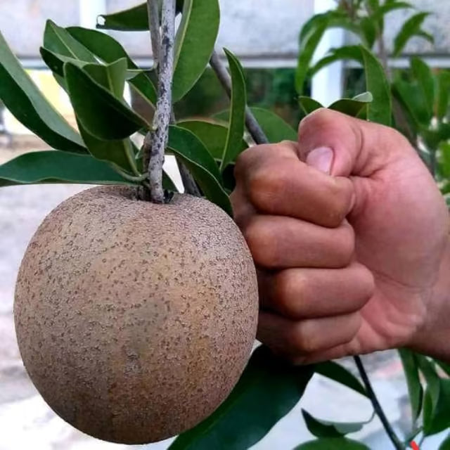 Jambo Chikoo Sapota Grafted Fruit Plant