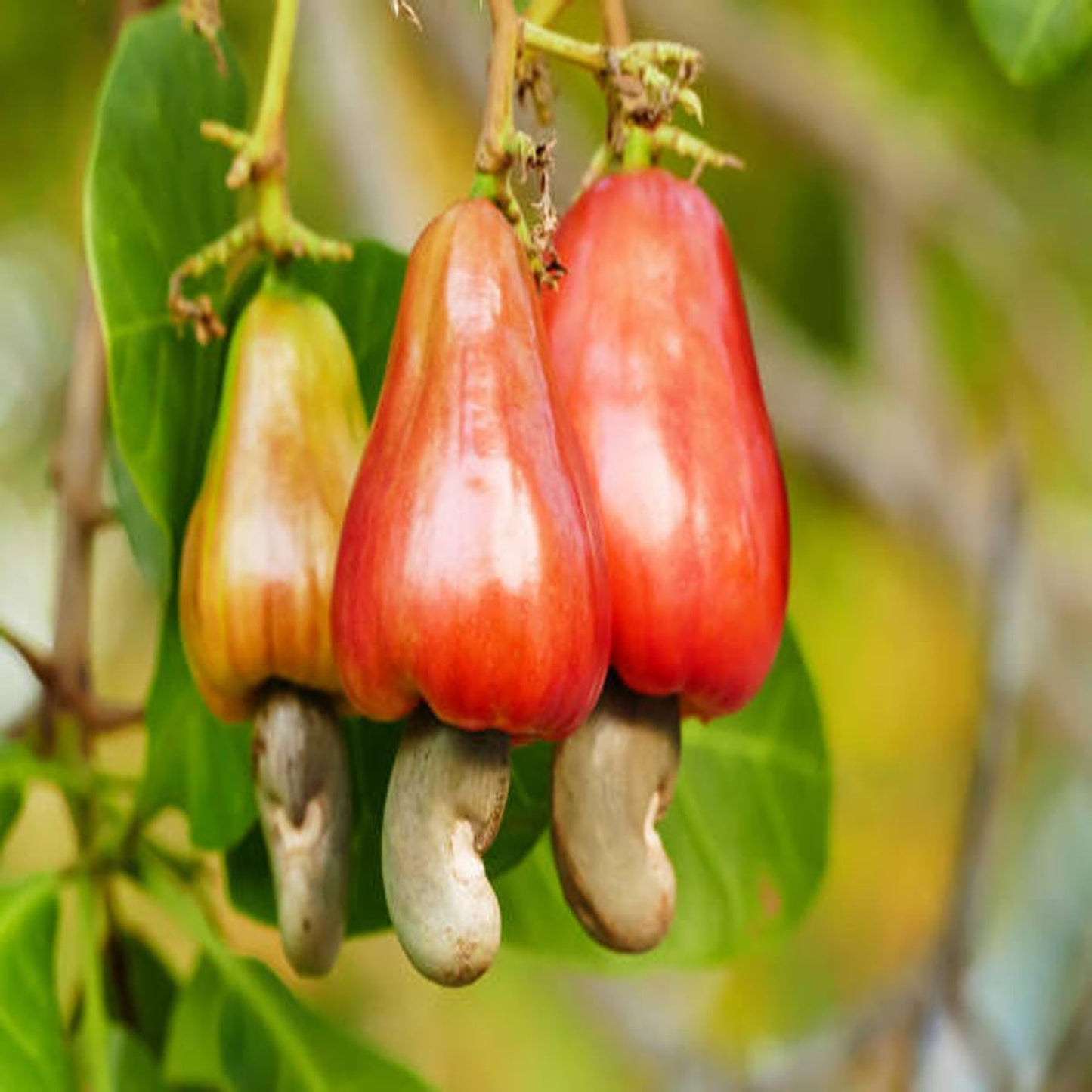 VRI 3 Kaju Cashew Nut Anacardium Fruit Plant