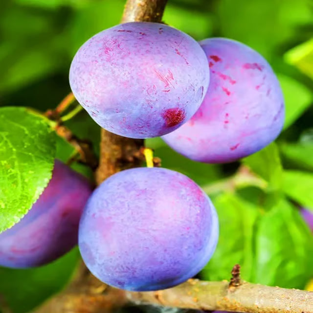 Satluj Purple Plum Aloo Bukhara Layering/Grafted Fruit Plant