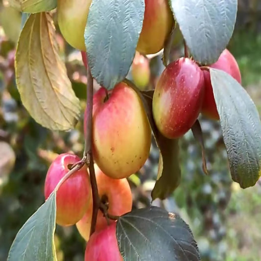 Miss India Apple Ber Jujube Kul Grafted Fruit Plant (1-2 Feet Height)