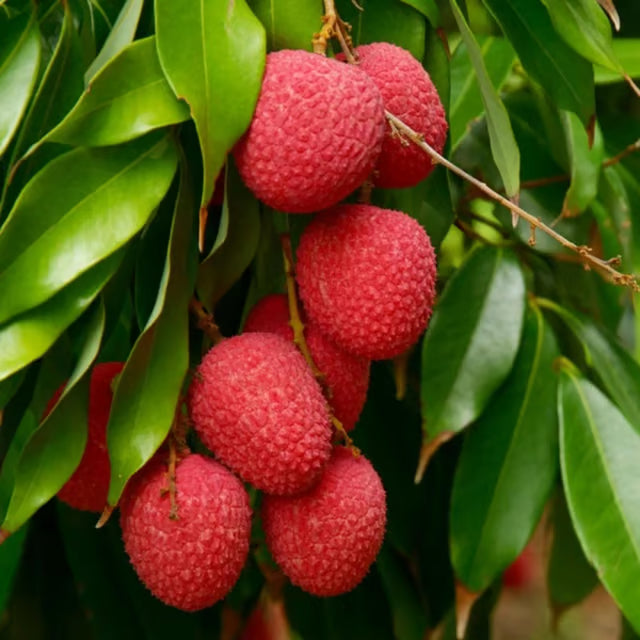 Bombai Litchi Lychee Layering/Grafted Fruit Plant