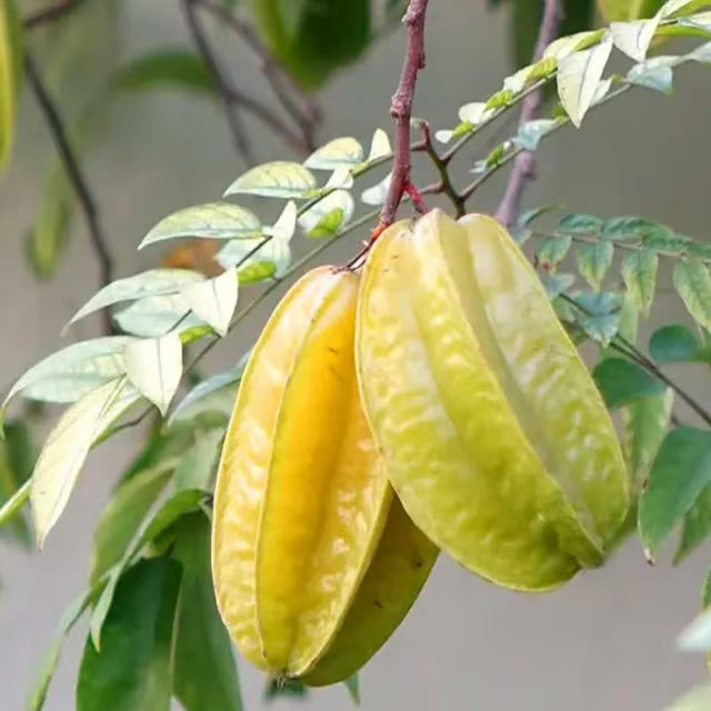 Thai Sweet Star Fruit Carambola Kamranga Amrak Grafted Plant