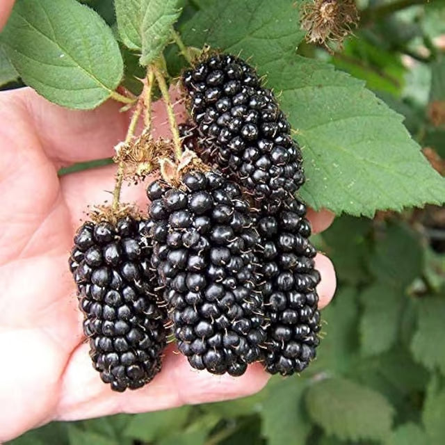 Blackberry Climbing Fruit Plant