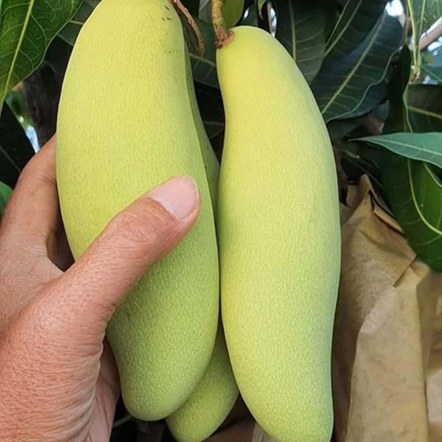 Banana Mango Aam Grafted Fruit Plant