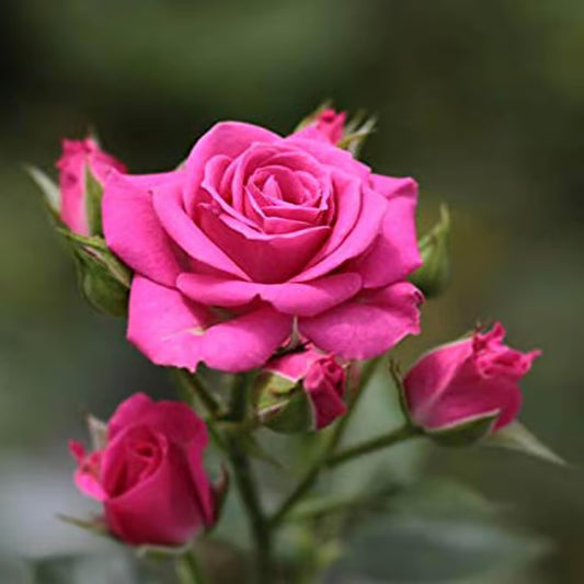 Pink Colour Rose Fragrant Flower Plant (1-2 Feet Height)