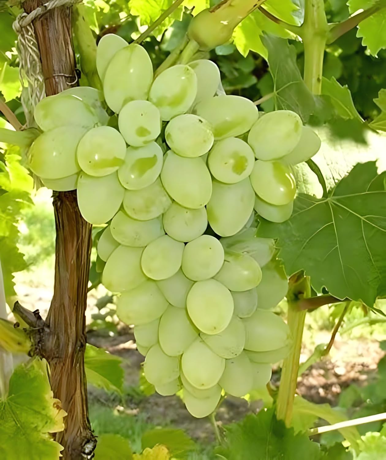 Green Super Sonaka Seedless Grapes Angoor Layering/Grafted Fruit Plant