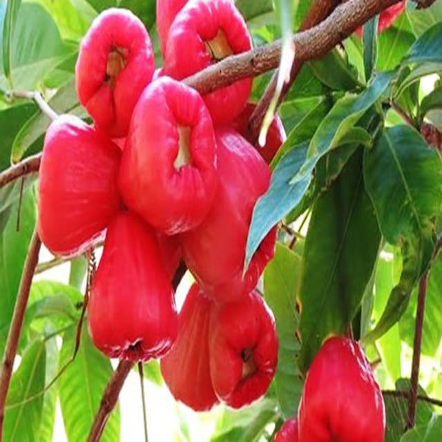 Red Wax Apple Water Apple Java Apple Jamrul Chamba Layering/Grafted Fruit Plant