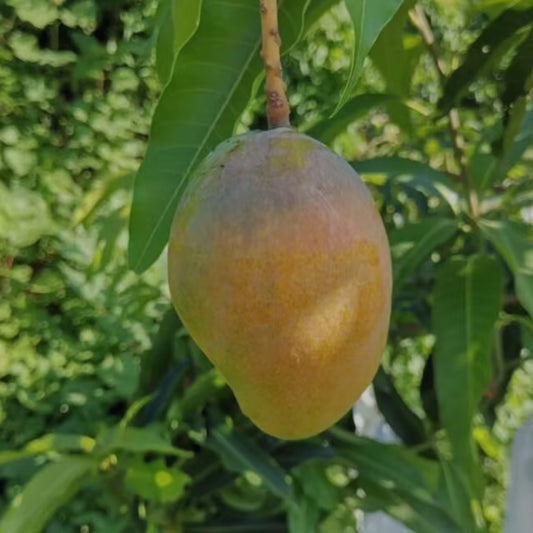 Pusa Surya Mango Aam Grafted Fruit Plant (1.5-3 Feet Height)