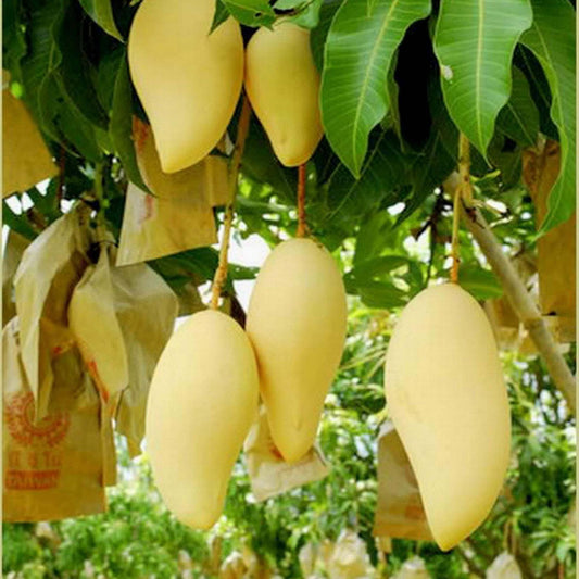 Thai Nam Dok Mai All Time Mango Aam Grafted Fruit Plant (1.5-3 Feet Height)
