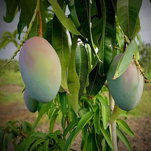 Pusa Arunima Mango Aam Grafted Fruit Plant (1.5-3 Feet Height)
