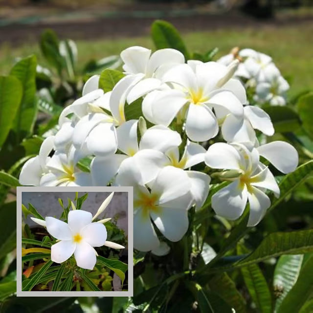 Nag Chapa Champa Plumeria Flower Plant