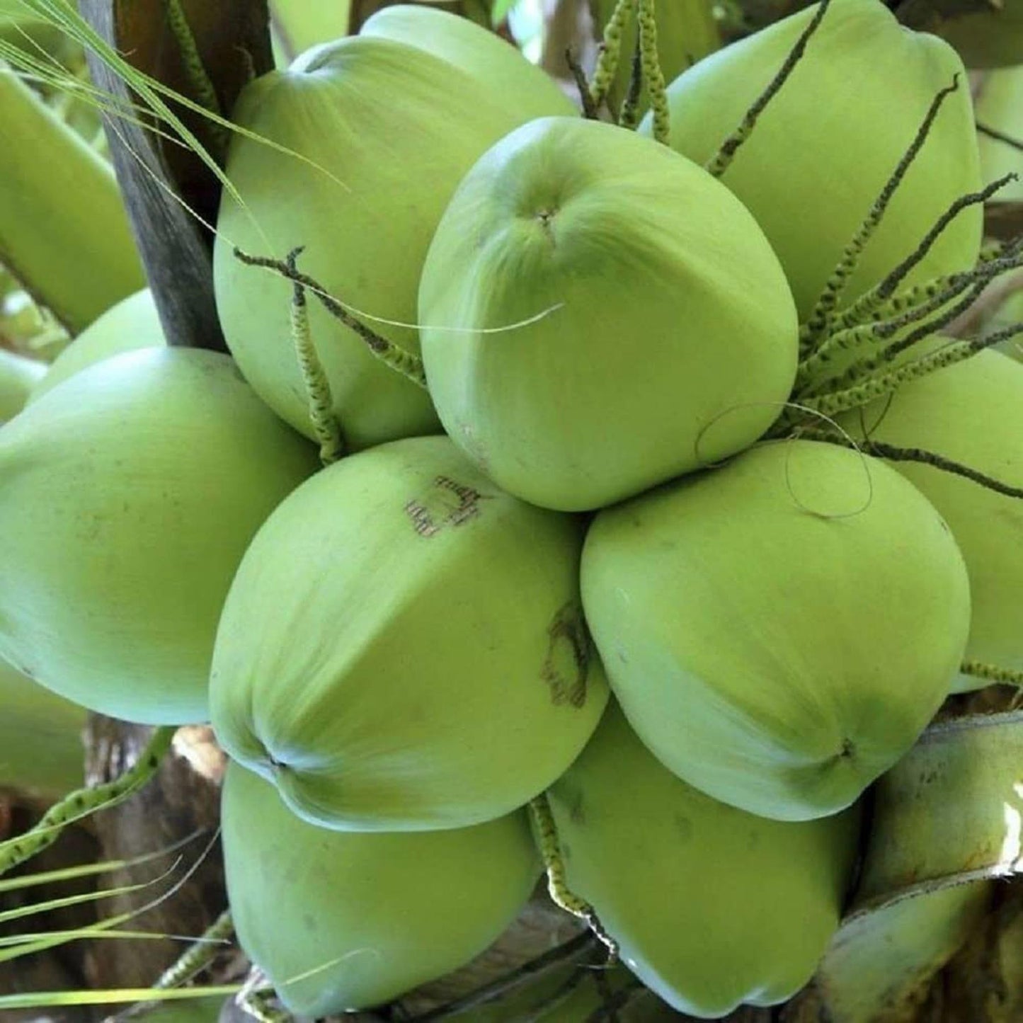 Kerala Kalpasree Coconut Nariyal Hybrid Dwarf Fruit Plant