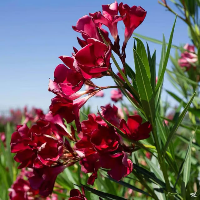 Red Colour Oleander Kaner Korobi Flower Plant (1-2 Feet Height)