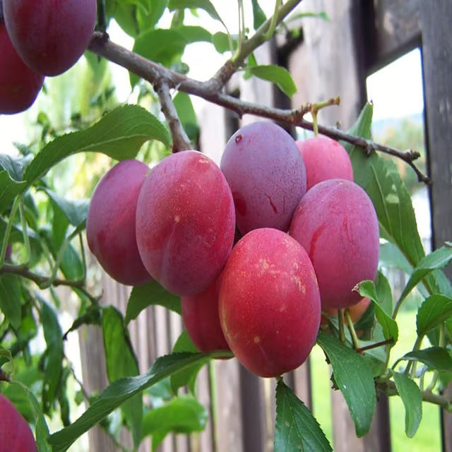 Red Plum Aloo Bukhara Layering/Grafted Fruit Plant (1.5-3 Feet Height)