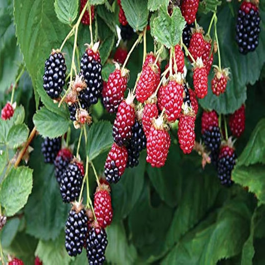 Blackberry Climbing Fruit Plant