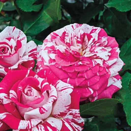 Bi-Color Rose Fragrant Flower Plant (1-2 Feet Height)