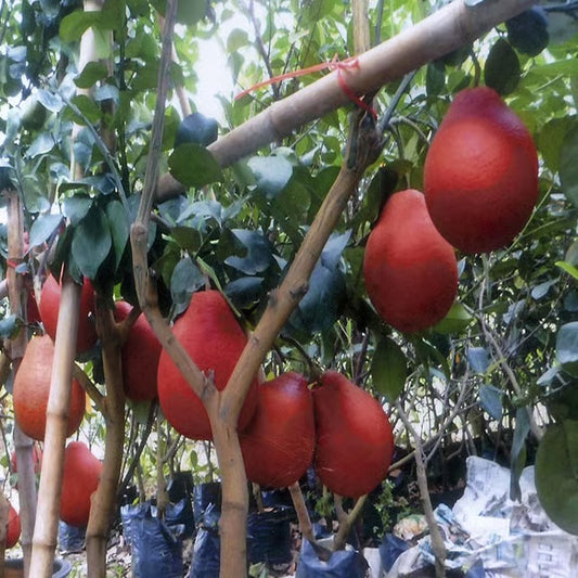 Red Pomelo Grapefruit Jambura Gaint Chakotra Batabi Lebu kambili Naranga Grafted Fruit Plant (1.5-3 Feet Height)