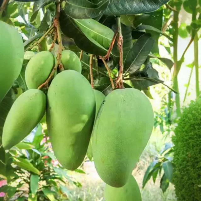 Saranga Mango Aam Grafted Fruit Plant (1.5-3 Feet Height)