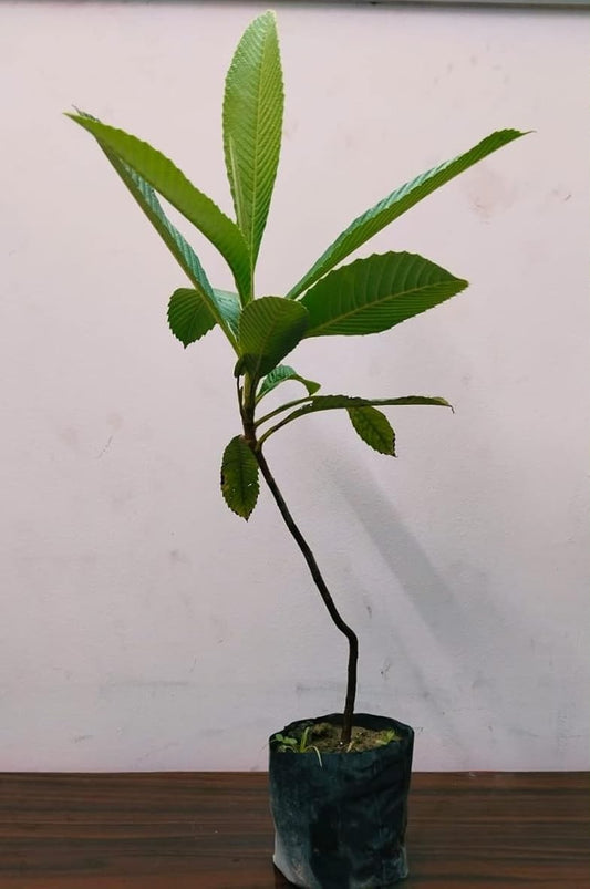 Elephant Apple Chalta Dillenia Indica Fruit Plant (1.5-3 Feet Height)