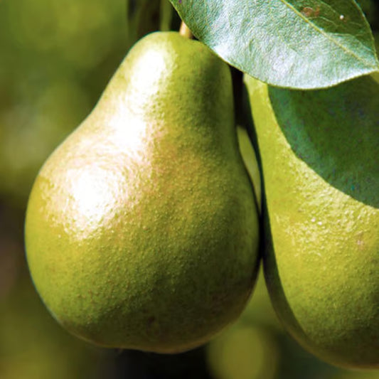 Pear Pyrus Communis Nashpati Layering/Grafted Fruit Plant (1.5-3 Feet Height)