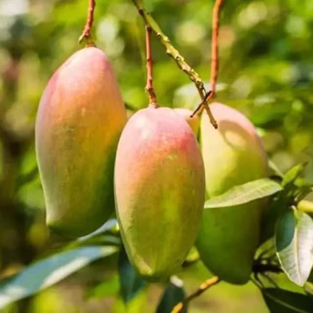 Red Rose Gulab Khas Madrazi Golapkhas Mango Aam Grafted Fruit Plant