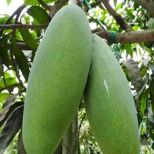 Malda Fazli Mango Aam Grafted Fruit Plant