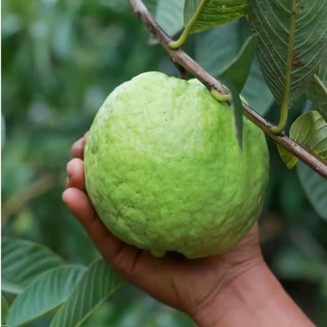 KG Big Size Guava Amrood Layering/Grafted Fruit Plant