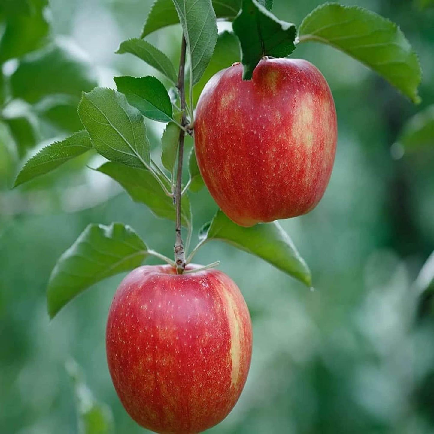 Early Fuji Low Chill Tropical Apple Seb Grafted Fruit Plant