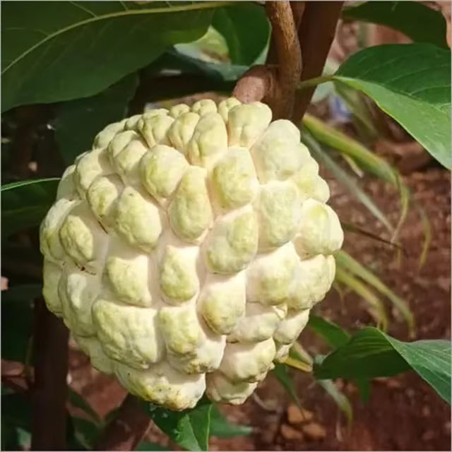 Super Golden Custard Apple Grafted Fruit Plant (1.5-3 Feet Height)