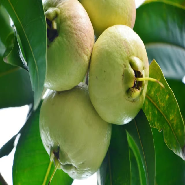 Rose Apple Gulab Jamun Layering/Grafted Fruit Plant (1.5-3 Feet Height)