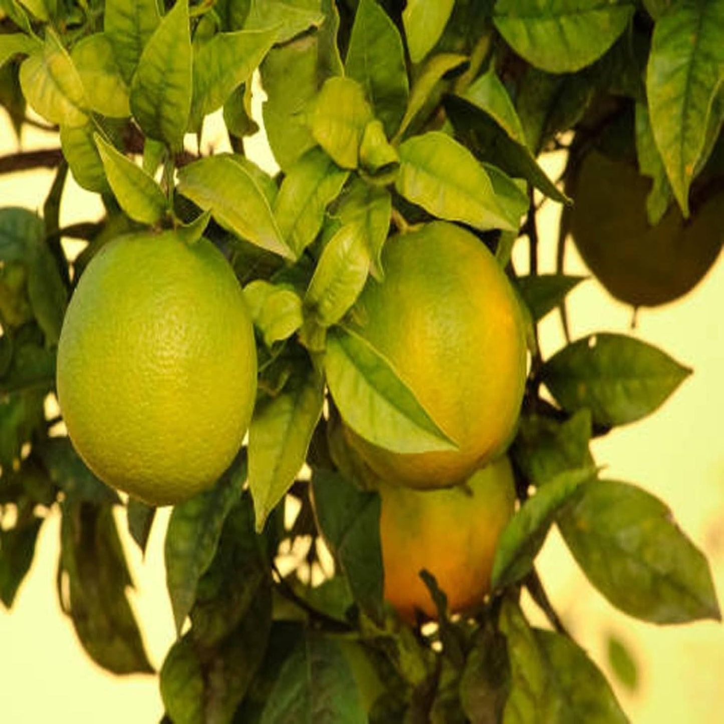 Sweet Indian Mosambi Grafted Fruit Plant (1.5-2 Feet Height)