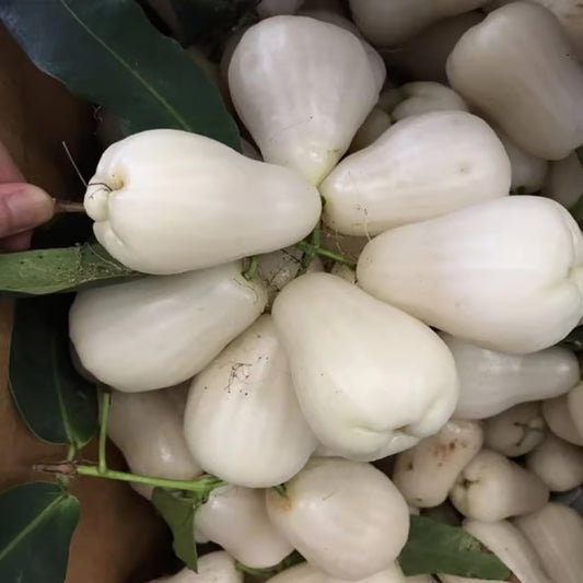 White Wax Apple Water Apple Java Apple Jamrul Chamba Layering/Grafted Fruit Plant (1.5-3 Feet Height)