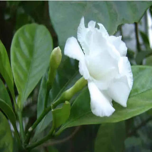 Double Petal Tagar Chandni Crepe Jasmine Shrubs Flower Plant (1-2 Feet Height)