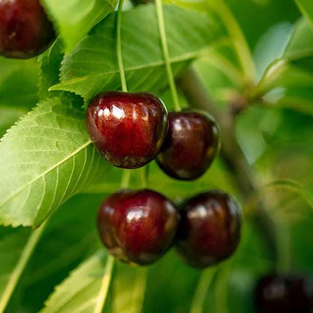 Apple Cherry Original Grafted Fruit Plant (1.5-3 Feet Height)