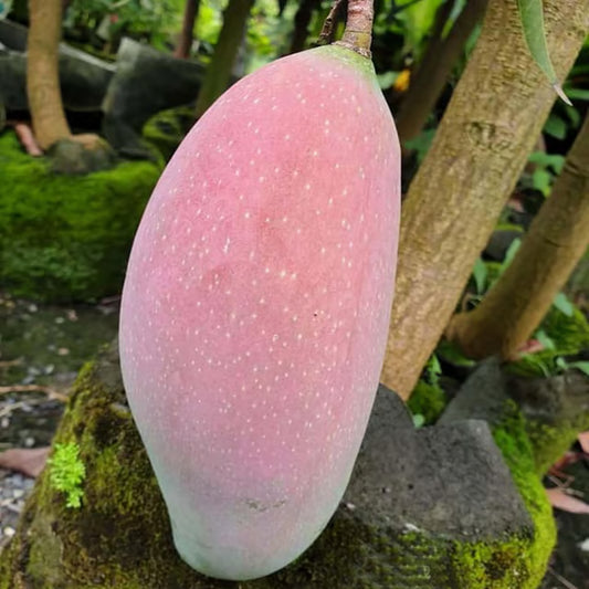 Thai King of Chakapat Mango Aam Grafted Fruit Plant (1.5-3 Feet Height)