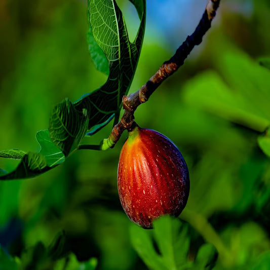 Red Israel Khurtmani Fig Anjeer Layering/Grafted Fruit Plant (1-2 Feet Height)