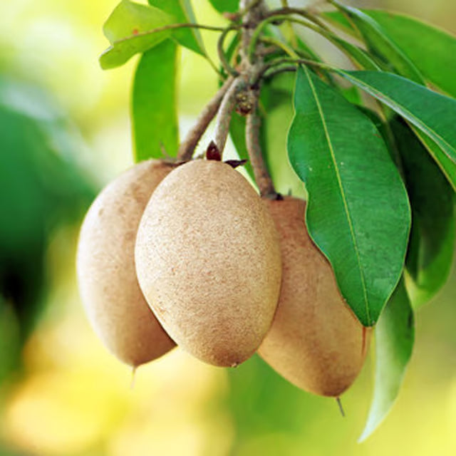 Thai Kalapatti Chikoo Sapota Grafted Fruit Plant