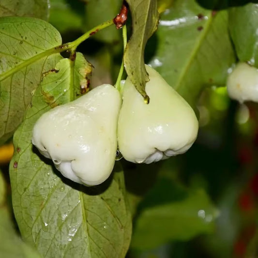 White Wax Apple Water Apple Java Apple Jamrul Chamba Layering/Grafted Fruit Plant (1.5-3 Feet Height)