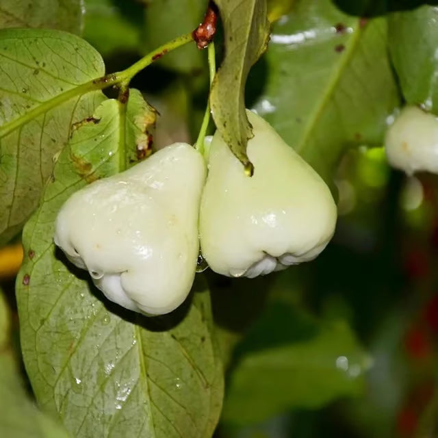 White Wax Apple Water Apple Java Apple Jamrul Chamba Layering/Grafted Fruit Plant